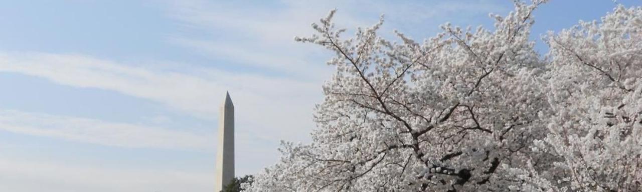 盛开的樱花树和华盛顿纪念碑